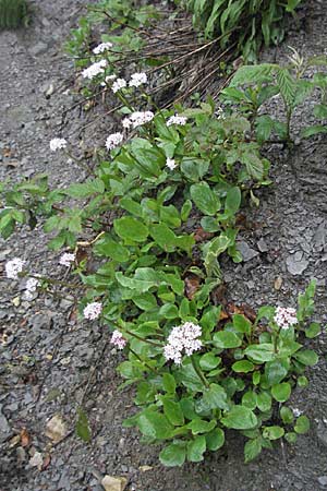 Valeriana montana / Mountain Valerian, F Col de Menèe 17.5.2007