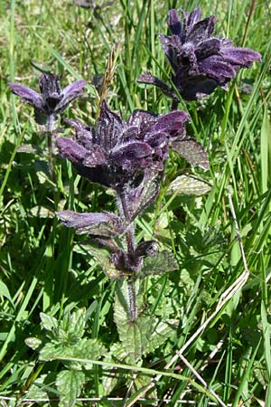 Bartsia alpina / Velvetbells, F Col de Saisies 21.6.2008