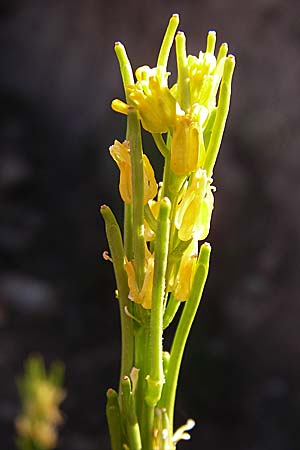 Barbarea stricta / Small-Flowered Winter Cress, F Col de Granon 22.6.2008