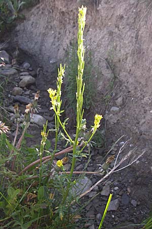 Barbarea stricta \ Steifes Barbarakraut, F Col de Granon 22.6.2008