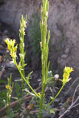 Barbarea stricta / Small-Flowered Winter Cress, F Col de Granon 22.6.2008