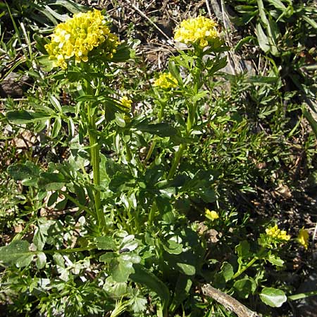 Barbarea intermedia \ Mittleres Barbarakraut, F Mont Aigoual 29.5.2009