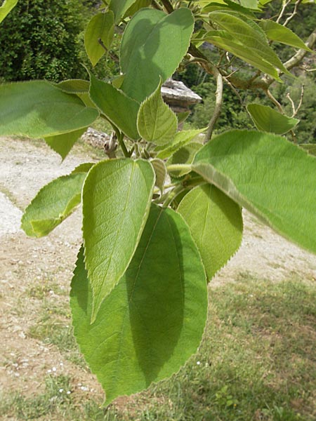 Morus nigra \ Schwarzer Maulbeerbaum / Common Mulberry, F Saint Veran (Dourbie) 30.5.2009