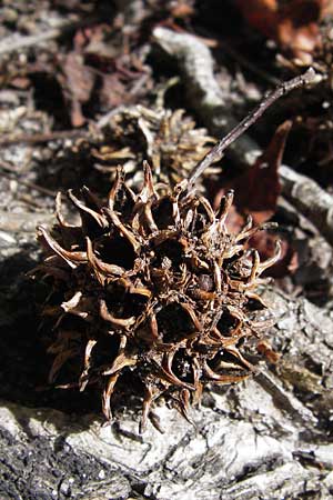 Liquidambar styraciflua \ Amber-Baum / Sweet Gum Tree, F Labouheyre 18.8.2012