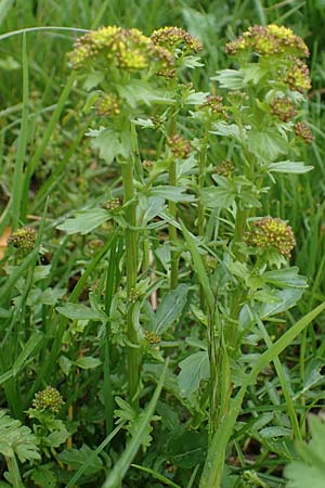 Barbarea vulgaris \ Gewhnliches Barbarakraut, F Dijon 28.4.2023