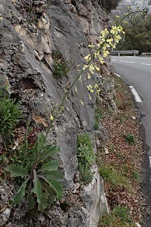Brassica oleracea subsp. acephala \ Gemse-Kohl / Cale, F Grasse 15.3.2024