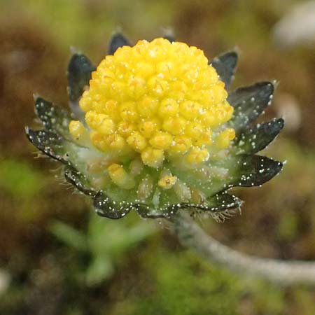 Bellis annua \ Einjhriges Gnseblmchen, F Martigues 17.3.2024