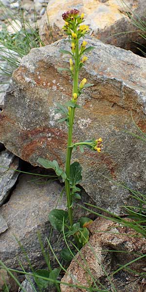 Barbarea bracteosa \ Deckblatt-Barbarakraut, F Col de la Bonette 8.7.2016