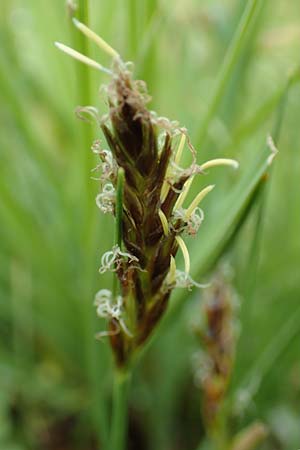 Blysmus compressus \ Platthalm-Quellried, Zusammengedrckte Quellbinse, F Col de la Bonette 8.7.2016