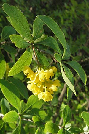 Berberis vulgaris \ Berberitze, Sauerdorn, F Serres 12.5.2007