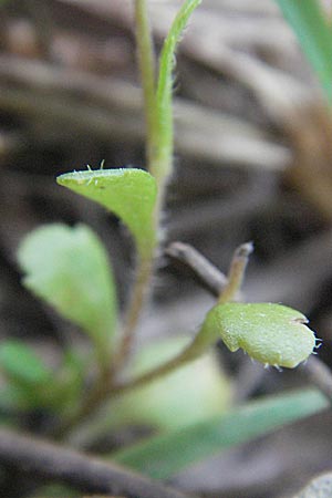 Bellis annua \ Einjhriges Gnseblmchen, F Maures, Bois de Rouquan 12.5.2007