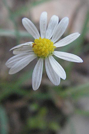 Bellis annua \ Einjhriges Gnseblmchen, F Maures, Bois de Rouquan 12.5.2007