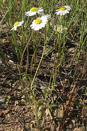 Bellis annua \ Einjhriges Gnseblmchen, F Maures, Bois de Rouquan 12.5.2007