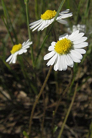 Bellis annua \ Einjhriges Gnseblmchen / Annual Daisy, F Maures, Bois de Rouquan 12.5.2007