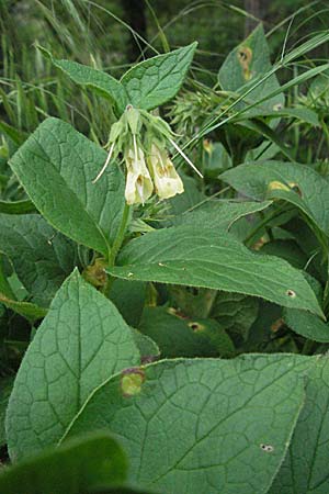 Symphytum tuberosum / Tuberous Comfrey, F Causse du Larzac 16.5.2007