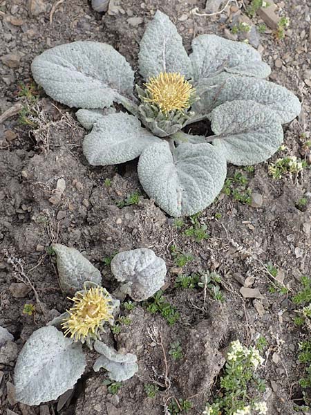 Berardia lanuginosa \ Berardie / Berardia, F Col de la Bonette 8.7.2016