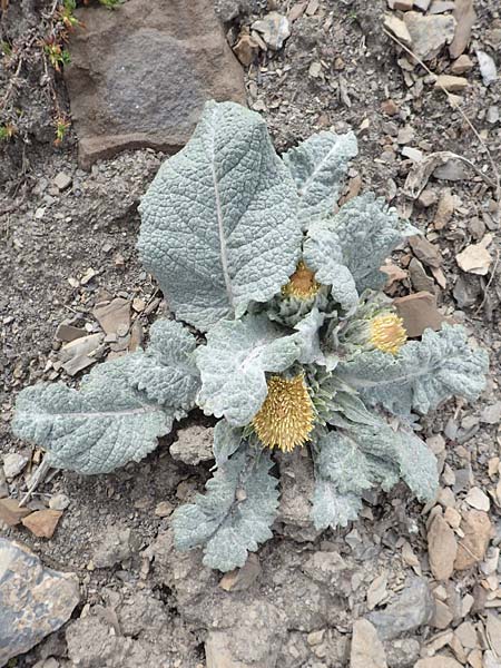 Berardia lanuginosa \ Berardie, F Col de la Bonette 8.7.2016