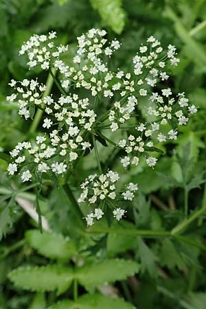 Berula erecta \ Aufrechte Bach-Berle, Aufrechter Merk / Lesser Water Parsnip, F Sturzelbronn 27.7.2017