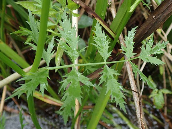 Berula erecta / Lesser Water Parsnip, F Sturzelbronn 27.7.2017