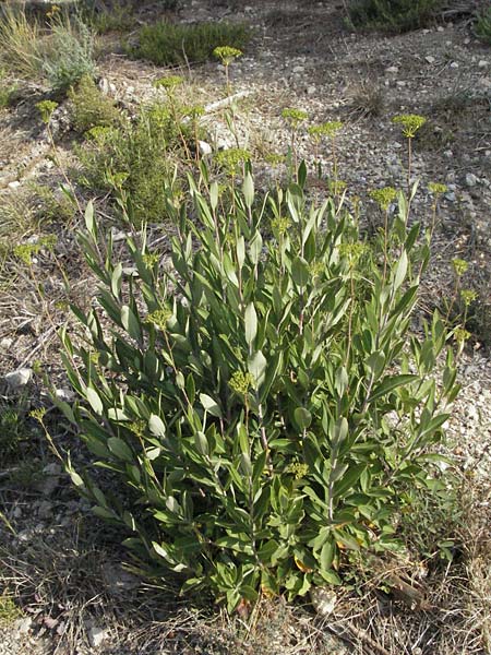 Bupleurum fruticosum \ Strauchiges Hasenohr / Shrubby Hare's Ear, F Les Baux 10.6.2006