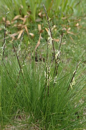 Nardus stricta \ Borst-Gras / Mat Grass, F Vogesen/Vosges, Grand Ballon 18.6.2019