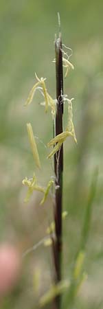 Nardus stricta \ Borst-Gras, F Vogesen, Grand Ballon 18.6.2019