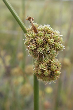 Scirpoides holoschoenus \ Kugelbinse / Round-Headed Club-Rush, F Sète 5.6.2009