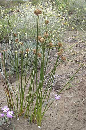 Scirpoides holoschoenus \ Kugelbinse, F Sète 5.6.2009