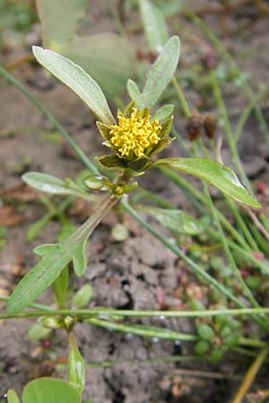 Bidens radiata \ Strahliger Zweizahn, F Sundgau 6.10.2009