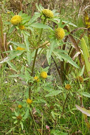 Bidens radiata \ Strahliger Zweizahn, F Sundgau 6.10.2009