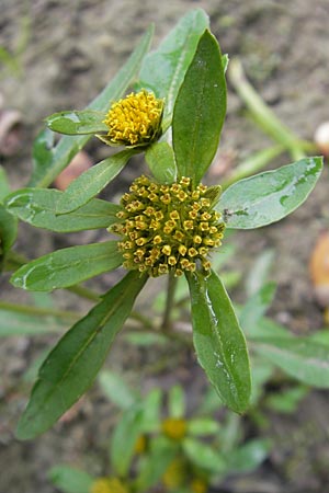 Bidens radiata \ Strahliger Zweizahn, F Sundgau 6.10.2009