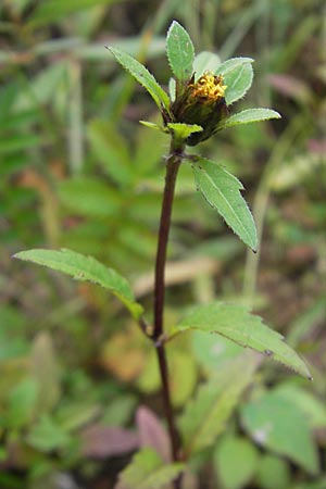 Bidens tripartita / Trifid Beggartick, F Bitche 4.9.2010