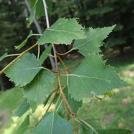 Betula pendula \ Gewhnliche Birke, Hnge-Birke, F Pyrenäen, Canigou 24.7.2018