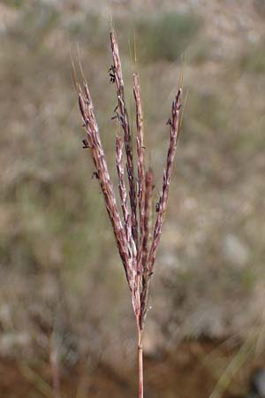 Bothriochloa ischoemum \ Gewhnliches Bartgras, F Maures, La Garde Freinet 8.10.2021