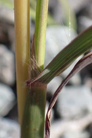 Bothriochloa ischoemum \ Gewhnliches Bartgras, F Maures, La Garde Freinet 8.10.2021