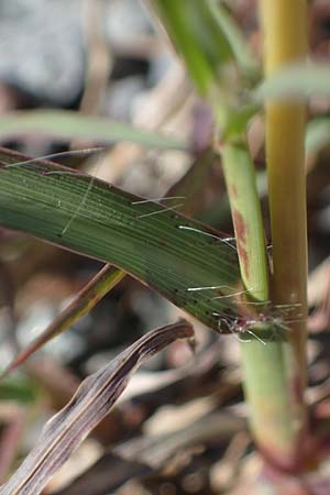 Bothriochloa ischoemum \ Gewhnliches Bartgras / Bluestem, F Maures, La Garde Freinet 8.10.2021