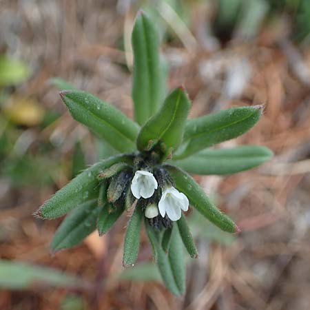 Buglossoides incrassata subsp. splitgerberi \ Splitgerbers Acker-Steinsame, F Chateau-de-Queyras 30.4.2023