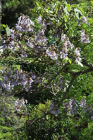 Paulownia tomentosa \ Blauglockenbaum / Princess Tree, Foxglove Tree, F Pyrenäen/Pyrenees, Prades 14.5.2007