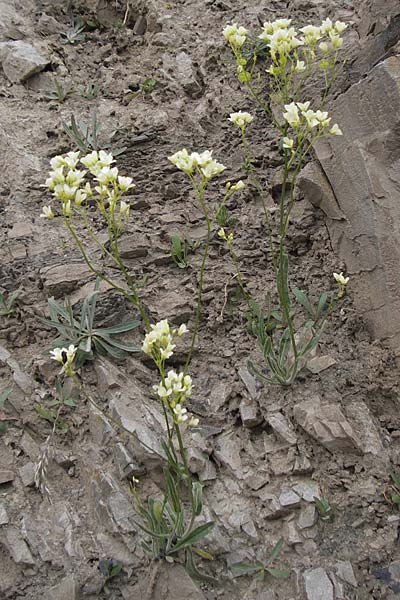 Biscutella laevigata \ Gewhnliches Brillenschtchen, F Col de la Bonette 8.7.2016