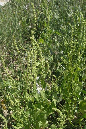 Beta vulgaris subsp. maritima \ Wilde Rbe, Meer-Mangold / Sea Beet, F Mauguio 7.6.2006