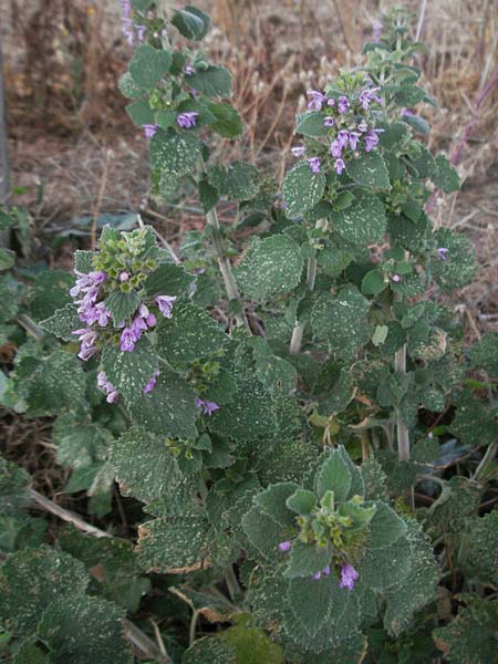 Ballota nigra subsp. meridionalis \ Stinkende Schwarznessel, F Les Baux 10.6.2006