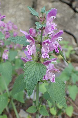 Lamium maculatum \ Gefleckte Taubnessel / Spotted Dead-Nettle, F Col de la Cayolle 9.7.2016