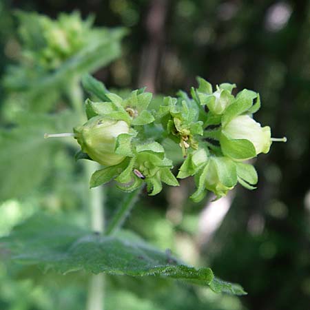 Scrophularia vernalis \ Frhlings-Braunwurz / Yellow Figwort, F Vogesen/Vosges, Ruine Freundstein 21.6.2008