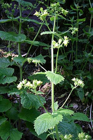 Scrophularia vernalis \ Frhlings-Braunwurz / Yellow Figwort, F Vogesen/Vosges, Ruine Freundstein 21.6.2008