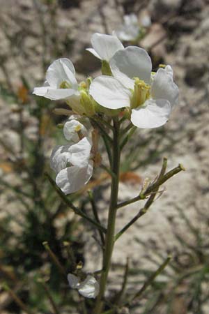 Diplotaxis erucoides \ Rauken-Doppelsame / White Wall Rocket, F Lambesc 9.6.2006