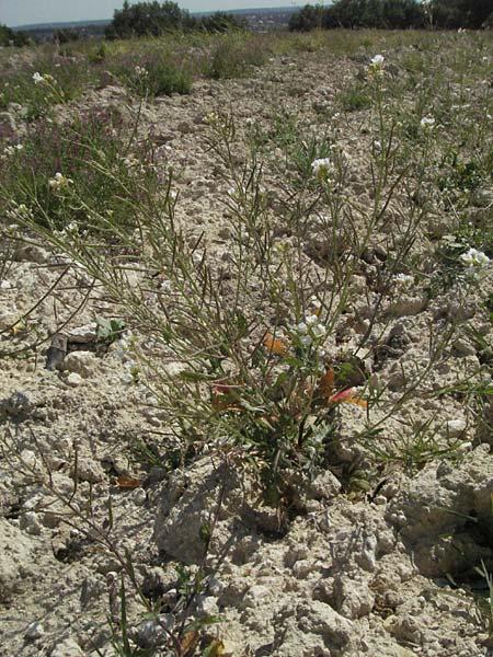 Diplotaxis erucoides \ Rauken-Doppelsame / White Wall Rocket, F Lambesc 9.6.2006