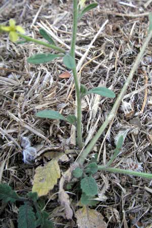 Brassica tournefortii / Asian Mustard, Wild Turnip Rape, F Collioure 11.8.2006