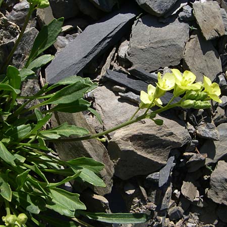 Brassica repanda \ Ausgebreiteter Kohl / Rock Cabbage, F Col de Lautaret Botan. Gar. 28.6.2008