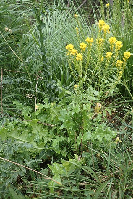 Sisymbrium austriacum \ sterreicher Rauke, F Barcelonnette 8.7.2016