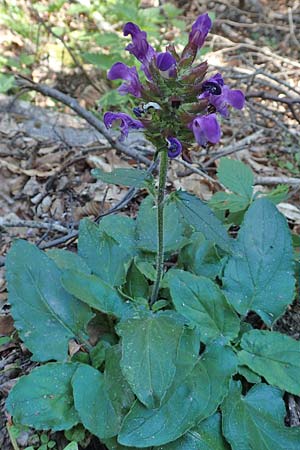 Prunella grandiflora \ Groe Braunelle / Large Selfheal, F Pyrenäen/Pyrenees, Canigou 24.7.2018